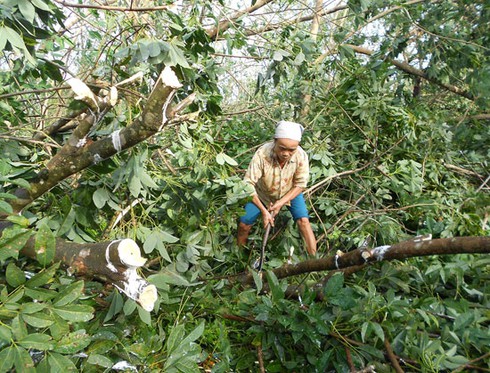 Siêu bão số 10: Khóc ròng hàng ngàn hecta cao su gãy đổ - ảnh 2