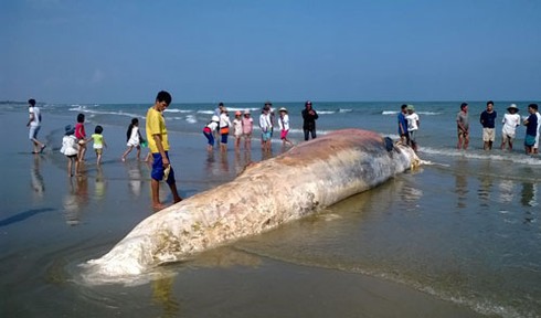 Thanh Hóa: Phát hiện xác cá voi khủng dạt vào bờ - ảnh 1
