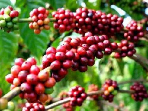 8 kỷ lục châu Á về đặc sản quà tặng thuộc về VN - ảnh 1