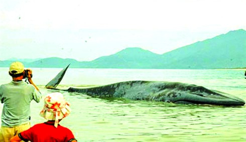 Nghĩa trang cá Ông: Để tang như cho chính cha mẹ mình - ảnh 1