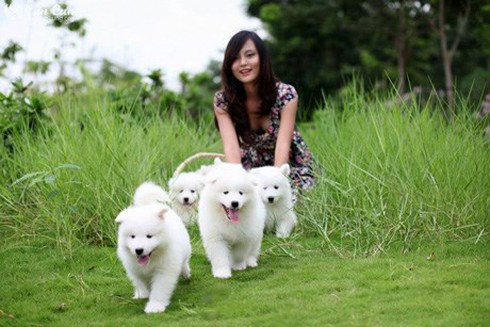 Chăm sóc thú cưng - Nghề mới của giới trẻ - ảnh 1