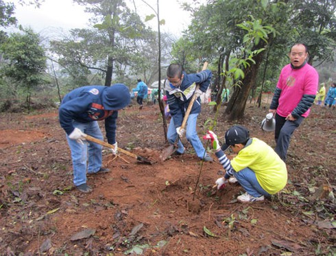 Nhật Bản tham gia trồng rừng tại Việt Nam - ảnh 3
