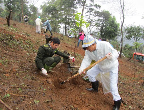 Nhật Bản tham gia trồng rừng tại Việt Nam - ảnh 2