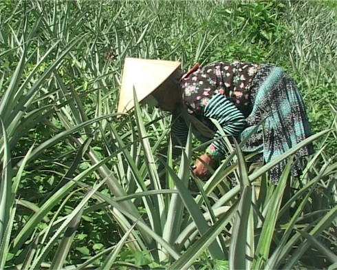 Vay 30 triệu đồng, người phụ nữ giàu lên từ nương dứa - ảnh 1