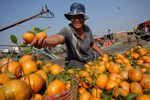 Trở thành đại gia từ cây quýt hồng - ảnh 2