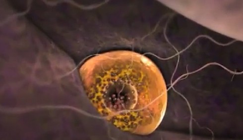 Dấu hiệu báo cơ thể ngày rụng trứng - ảnh 1