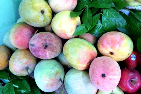 Xoài đỏ au, nặng cả cân: Xuất xứ từ đâu? - ảnh 1