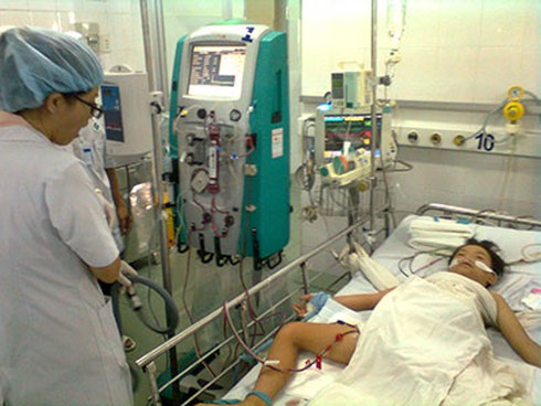 Bị ong đốt 60 vết, bé trai 10 tuổi nguy kịch - ảnh 1