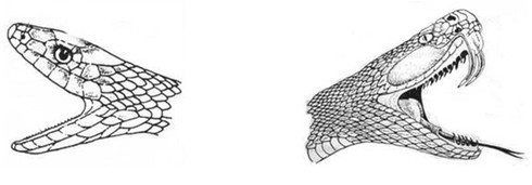 Phân biệt và xử trí khi bị rắn độc cắn - ảnh 1