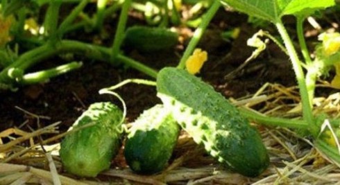 Những kết hợp phản tác dụng khi ăn dưa chuột gây hại sức khỏe - ảnh 1