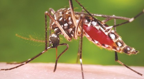 Dịch sốt xuất huyết đe dọa khi mùa mưa tới - ảnh 1