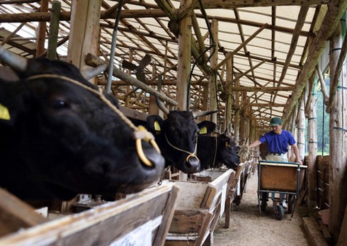 Vì sao thịt bò Kobe có giá ngàn đô? - ảnh 2