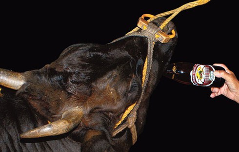 Vì sao thịt bò Kobe có giá ngàn đô? - ảnh 6