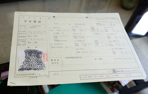 Vì sao thịt bò Kobe có giá ngàn đô? - ảnh 7