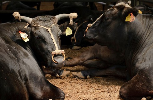 Vì sao thịt bò Kobe có giá ngàn đô? - ảnh 8