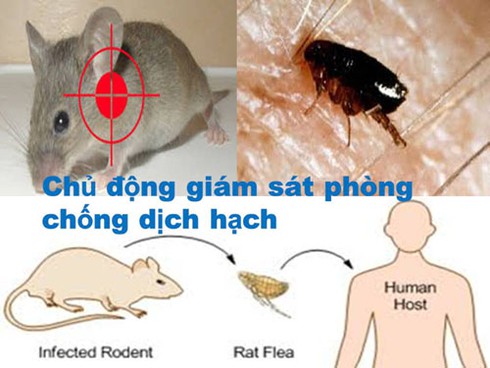 Dịch hạch: “Cái chết đen” đe dọa Việt Nam - ảnh 1