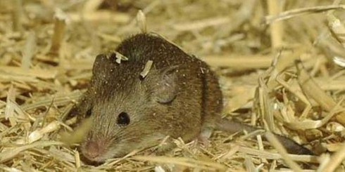 Dịch hạch: Ăn thịt chuột có nhiễm bệnh? - ảnh 1