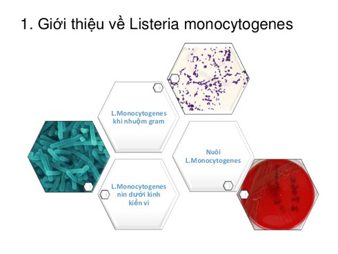 Táo Mỹ gây tử vong đã nhập khẩu vào Việt Nam - ảnh 2