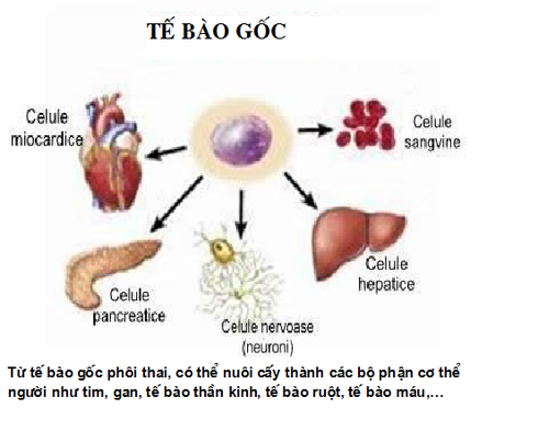 GS.TS Nguyễn Bá Đức: Ghép tế bào gốc không chữa được ung thư - ảnh 1
