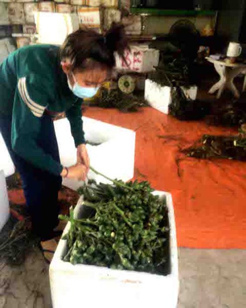 Ồ ạt thu gom cau non bán sang Trung Quốc - ảnh 2