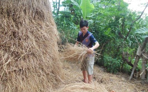 Thí sinh có điểm thi đại học cao nhất nước là người khuyết tật - ảnh 1