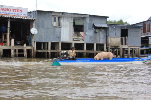 Ngắm cuộc sống sông nước của người dân Cà Mau - ảnh 14
