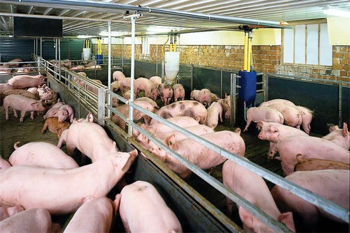 Thịt, sữa ngoại giá rẻ tràn ngập, nông dân hết đường sống? - ảnh 1