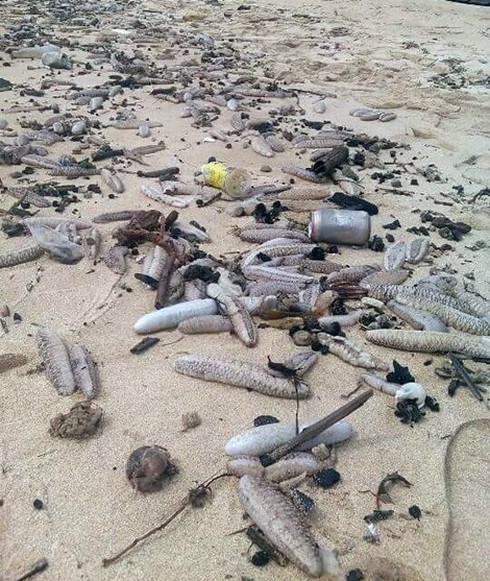 Hàng ngàn con hải sâm dạt vào bờ biển Phú Quốc - ảnh 1
