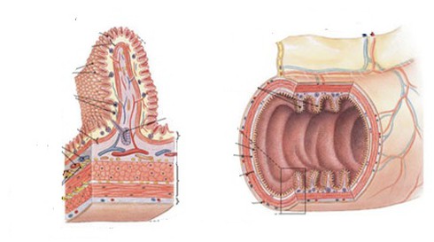 Trẻ tiêu chảy cấp, dùng thuốc gì? - ảnh 2
