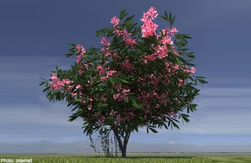 Một số cây cảnh quen thuộc chứa chất độc chết người - ảnh 1