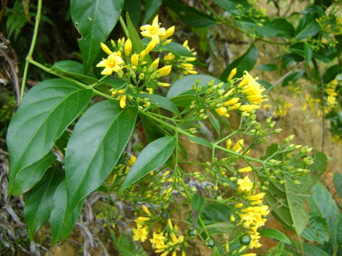 Xử trí ngộ độc lá ngón - ảnh 1