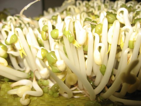 Những bài thuốc quý từ giá đỗ - ảnh 1