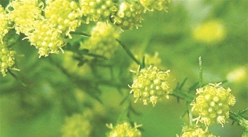 2 cây cỏ đặc biệt lọt vào giải Nobel Y học - ảnh 2