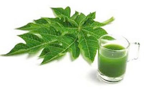 Lá đu đủ có thể phòng ngừa một số loại ung thư - ảnh 1