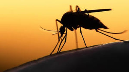 Một phụ nữ Hàn Quốc trở về từ Việt Nam được xác định nhiễm virus Zika - ảnh 1