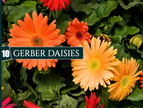 10 loại cây trồng trong nhà giúp cải thiện chất lượng không khí - ảnh 10