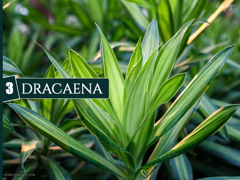 10 loại cây trồng trong nhà giúp cải thiện chất lượng không khí - ảnh 3