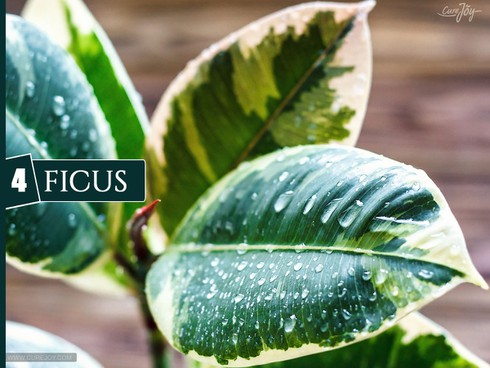 10 loại cây trồng trong nhà giúp cải thiện chất lượng không khí - ảnh 4