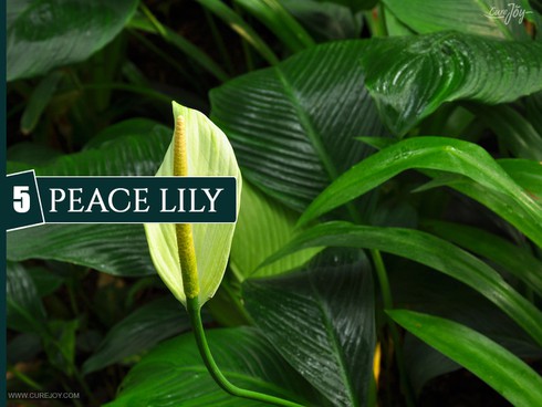 10 loại cây trồng trong nhà giúp cải thiện chất lượng không khí - ảnh 5