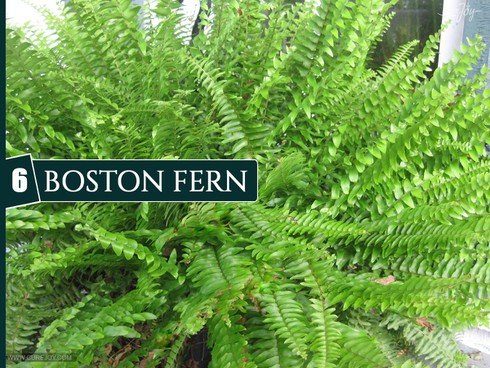10 loại cây trồng trong nhà giúp cải thiện chất lượng không khí - ảnh 6