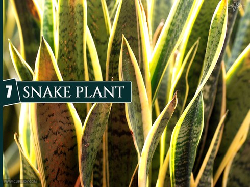 10 loại cây trồng trong nhà giúp cải thiện chất lượng không khí - ảnh 7