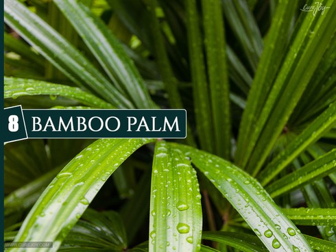 10 loại cây trồng trong nhà giúp cải thiện chất lượng không khí - ảnh 8