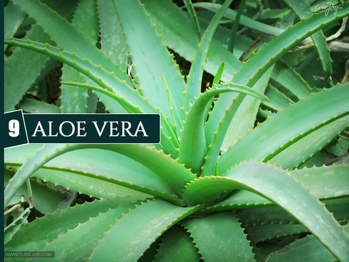 10 loại cây trồng trong nhà giúp cải thiện chất lượng không khí - ảnh 9