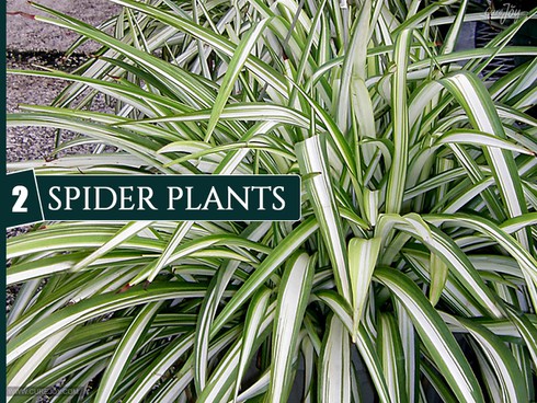 10 loại cây trồng trong nhà giúp cải thiện chất lượng không khí - ảnh 2