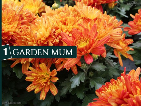 10 loại cây trồng trong nhà giúp cải thiện chất lượng không khí - ảnh 1