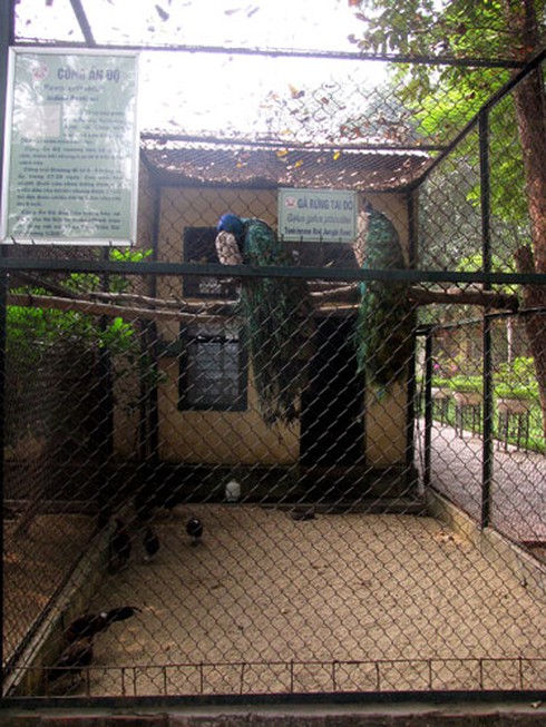 Voi, hà mã bị đầy ải giữa Thủ đô