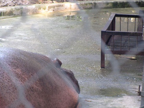 Voi, hà mã bị đầy ải giữa Thủ đô