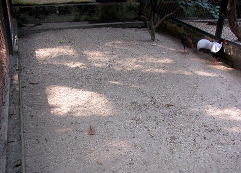 Voi, hà mã bị đầy ải giữa Thủ đô