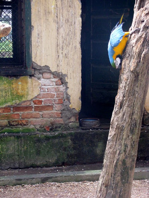 Voi, hà mã bị đầy ải giữa Thủ đô