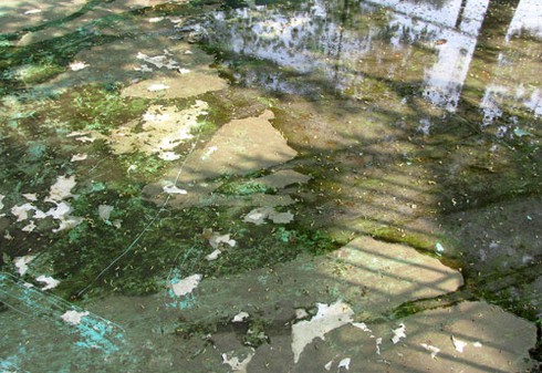 Voi, hà mã bị đầy ải giữa Thủ đô